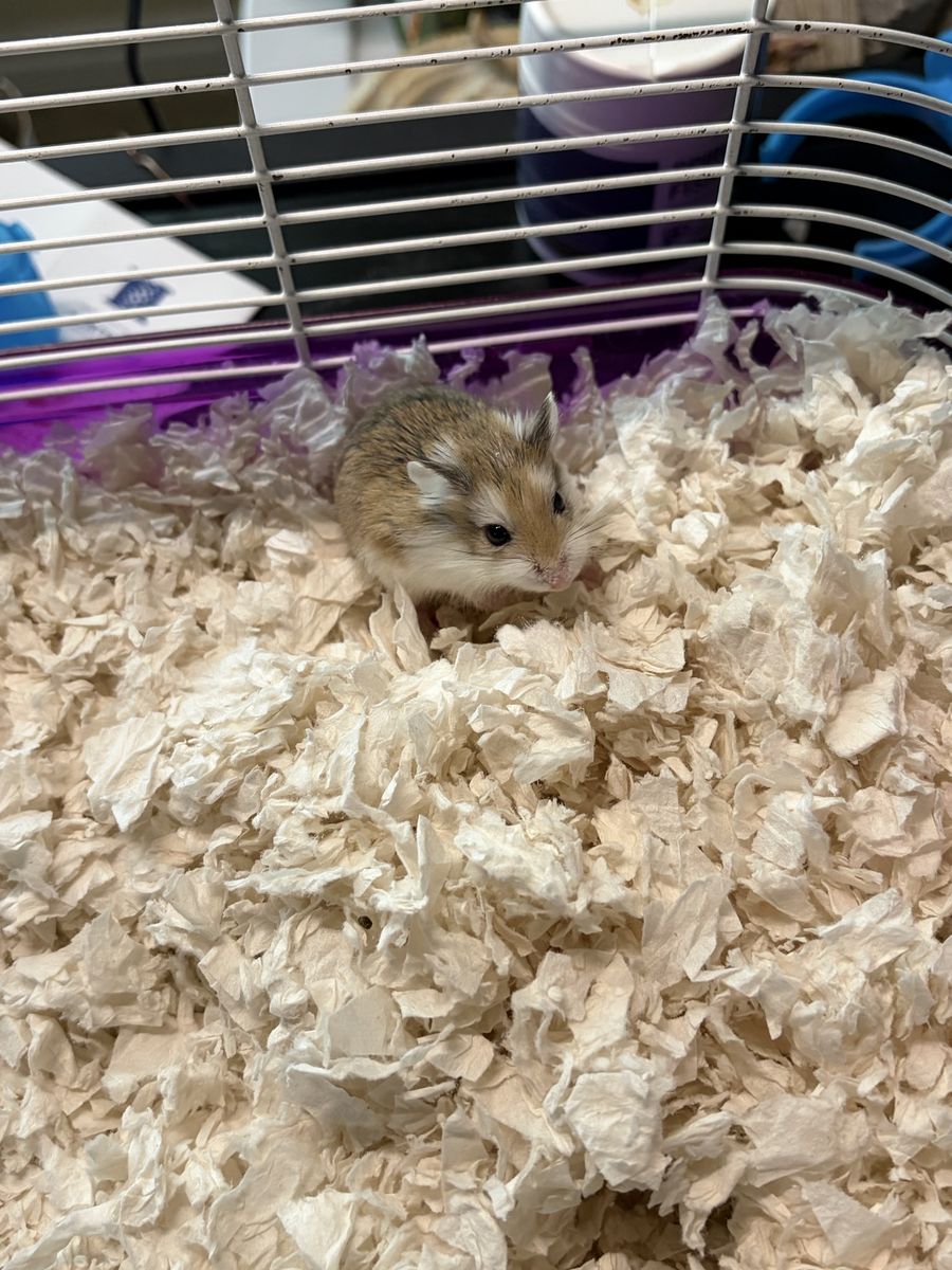Female Roborovski Hamster
