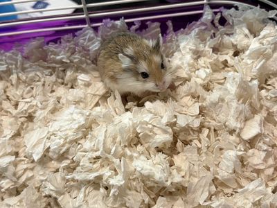Female Roborovski Hamster