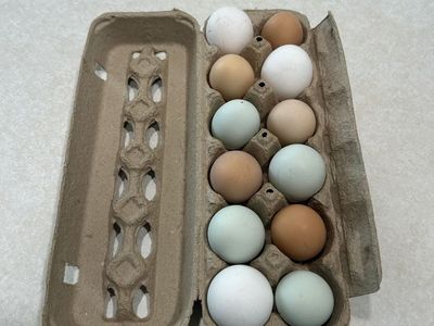 Fresh Free Range Eggs