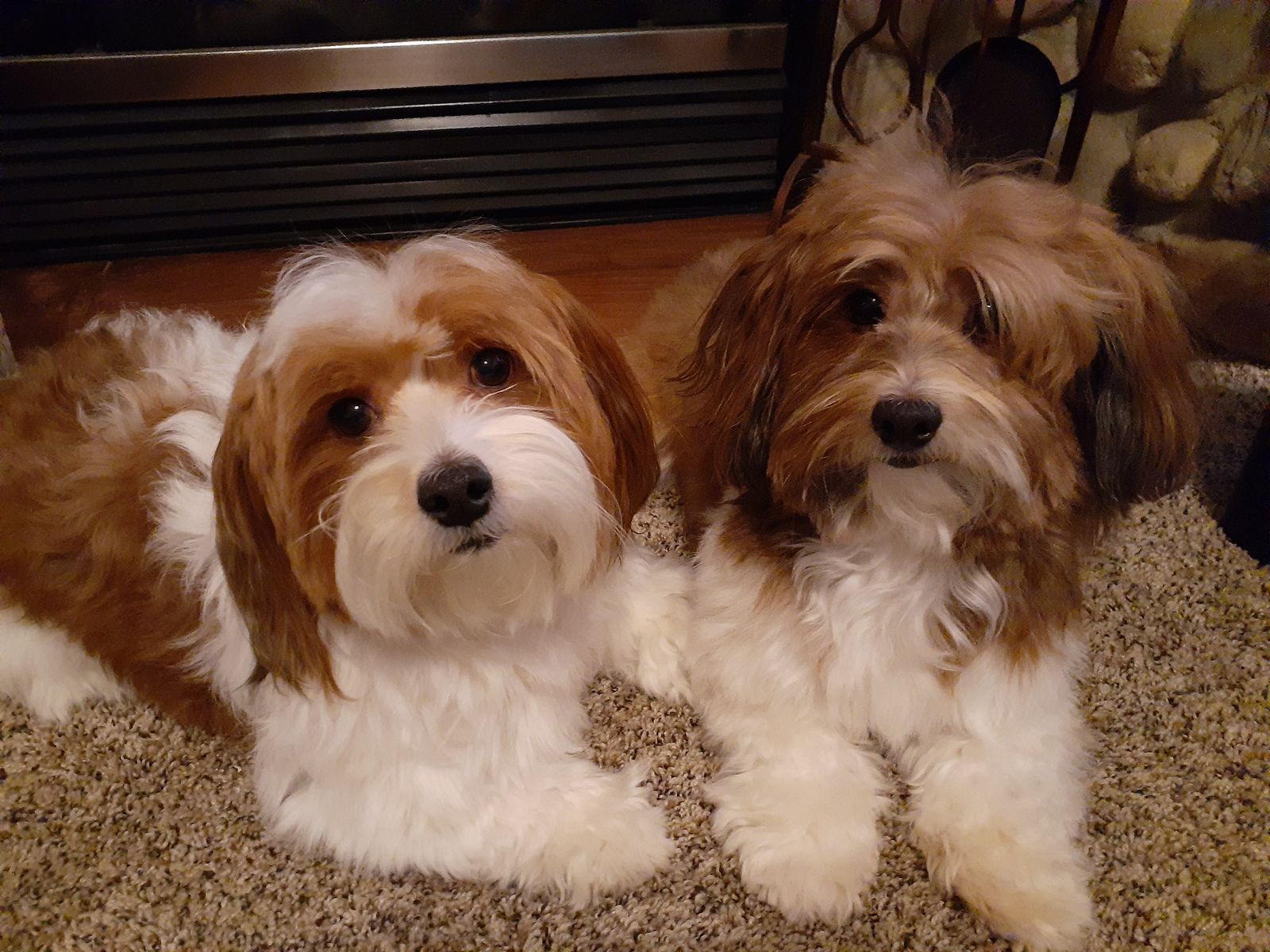 2 GORGEOUS AKC HAVANESE STUDS $800
