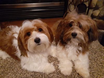 2 GORGEOUS AKC HAVANESE STUDS $800