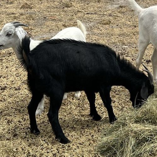 Female goats for sale