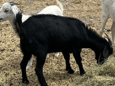 Female goats for sale