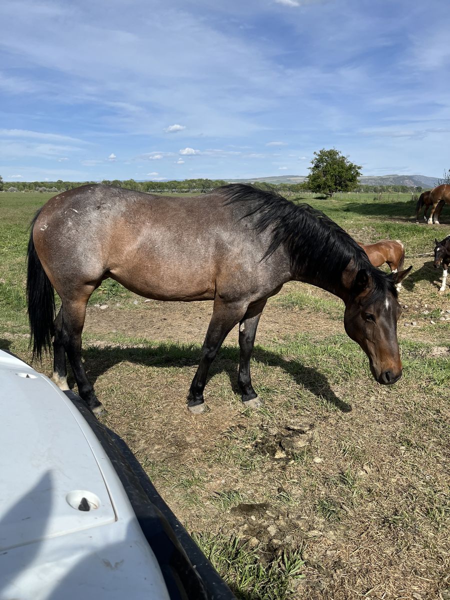 Broke AQHA mare