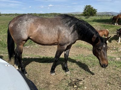 Broke AQHA mare