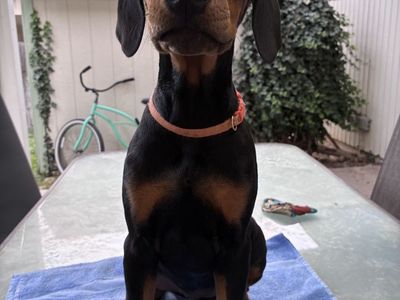 Doberman puppies