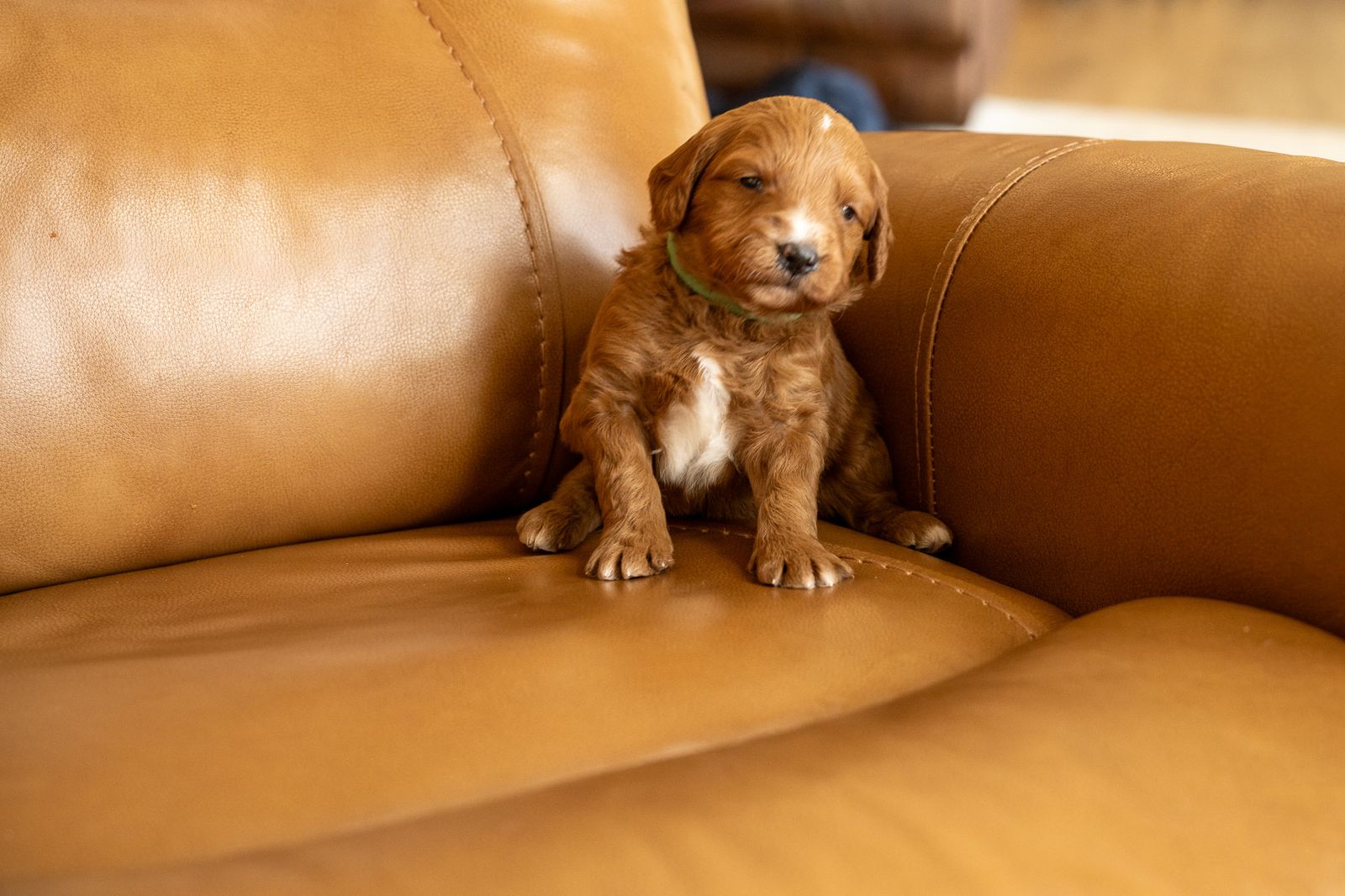 MALE Therapy Grade F1 Mini- Goldendoodle Puppy