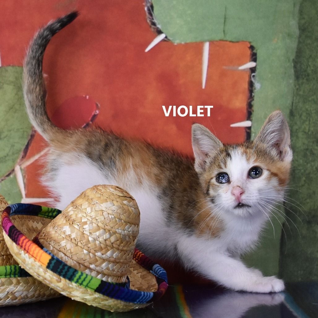 Hello my name is Violet