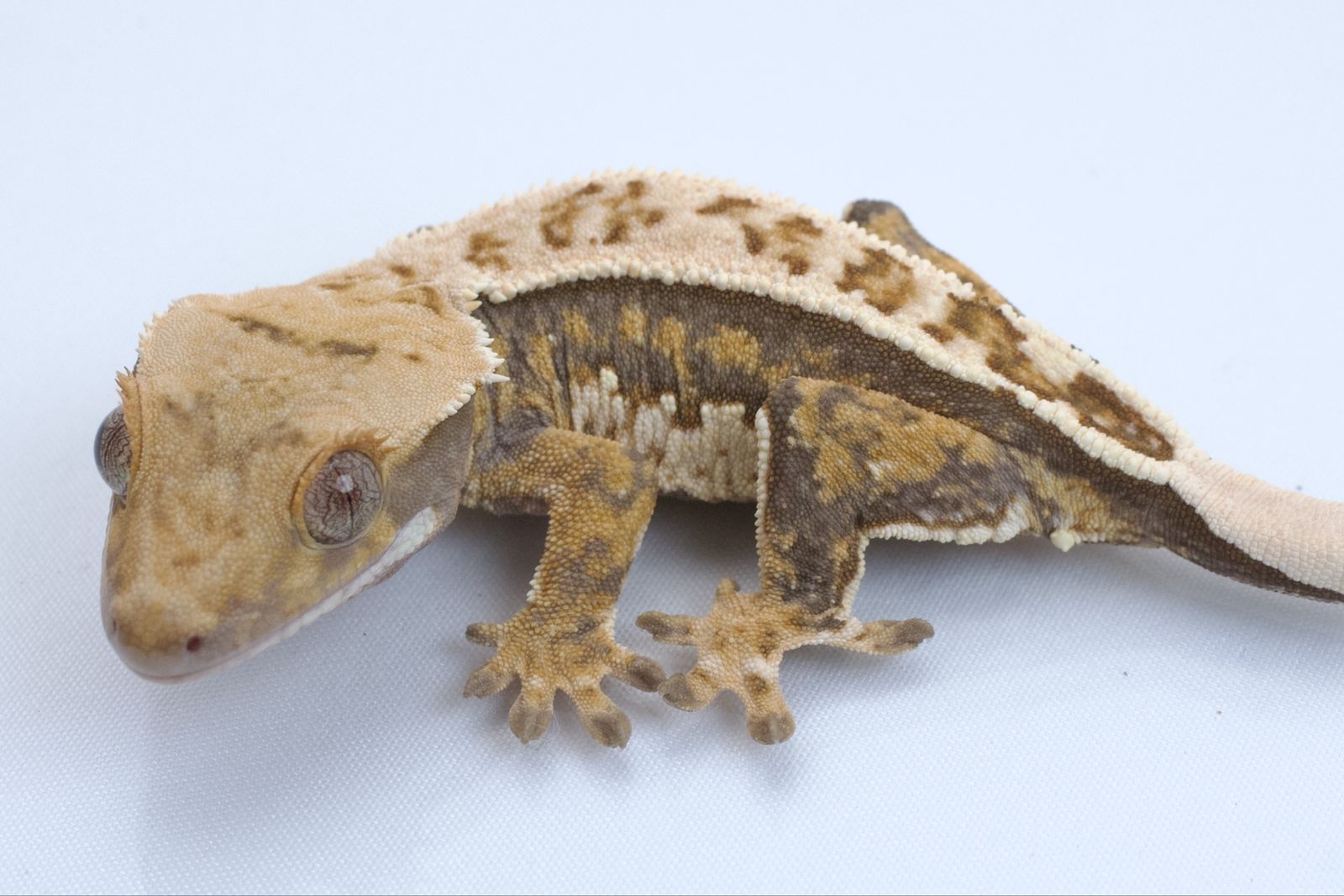 Main image 3