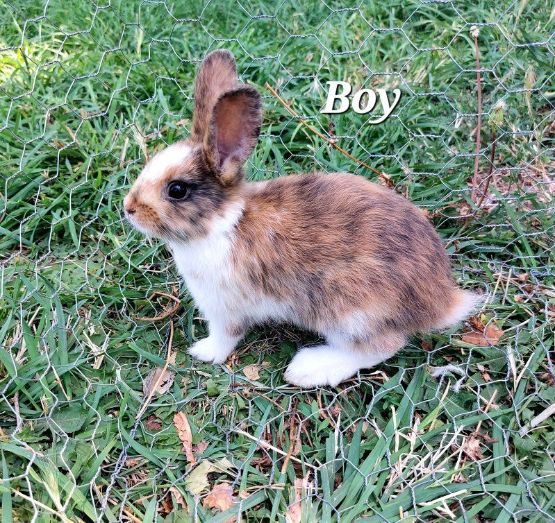 Baby Bunnies- Pure Mini Rex