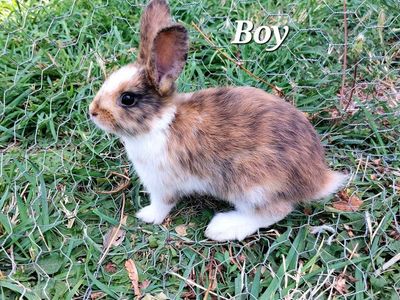 Baby Bunnies- Pure Mini Rex