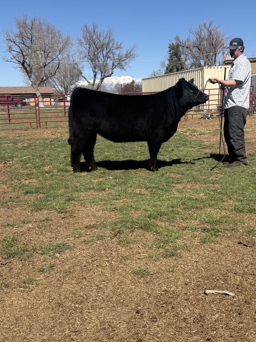 Show Heifer