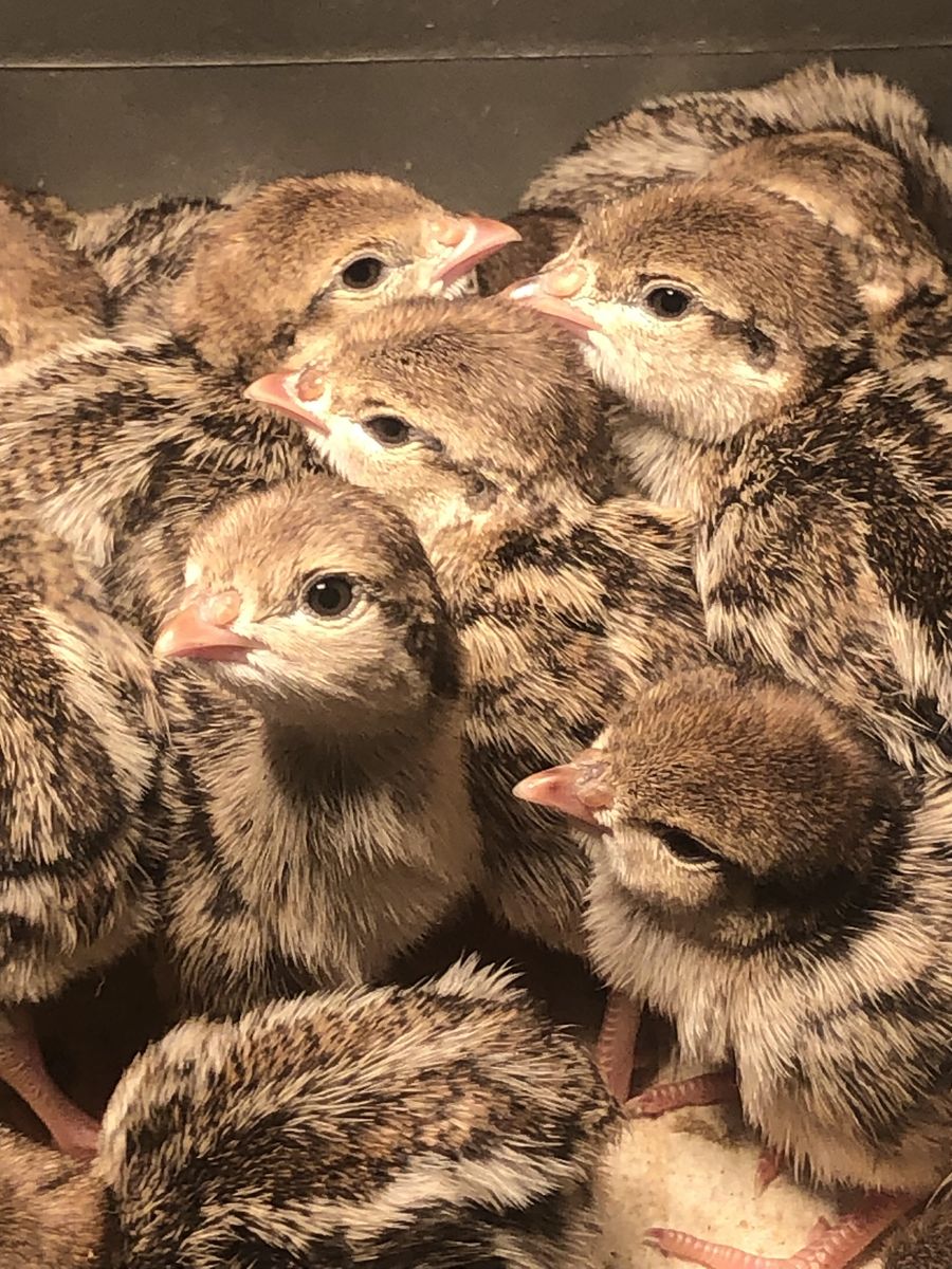 Chukar chicks