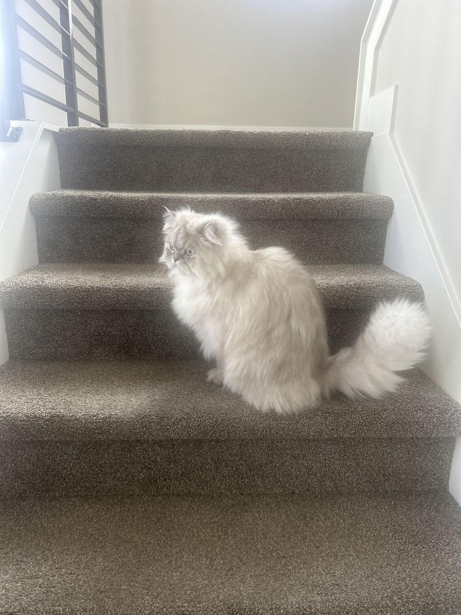 Persian Cat male. 11Mo Old