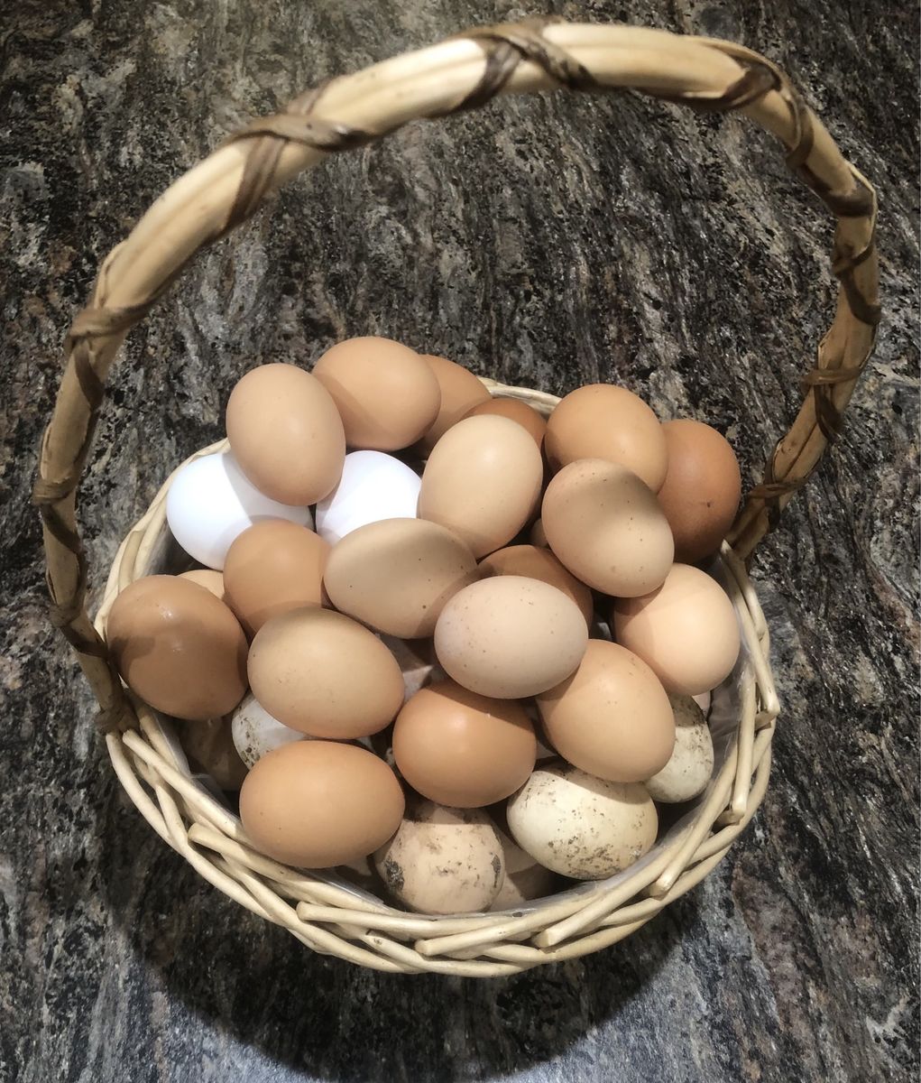 Farm Fresh Chicken Eggs
