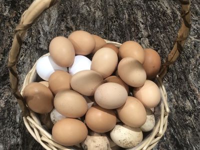 Farm Fresh Chicken Eggs