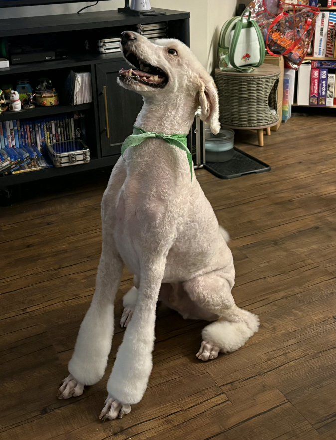 Standard Poodle