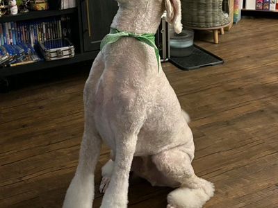 Standard Poodle