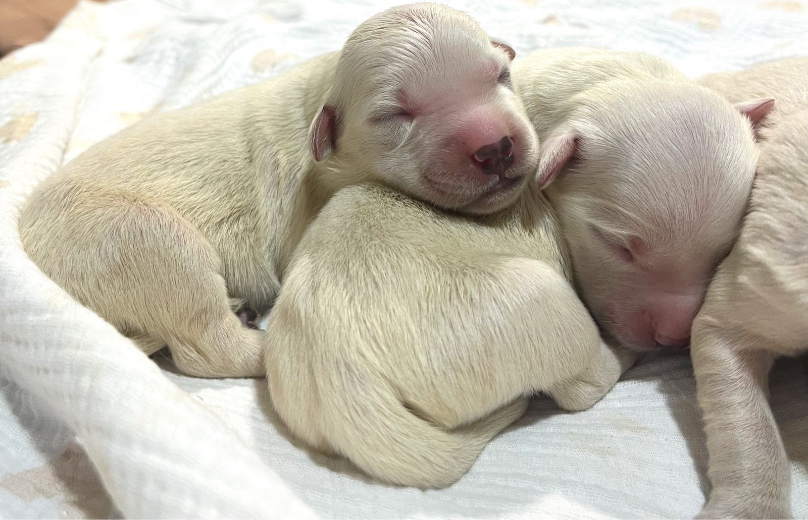 English Cream Golden Retriever Puppies !