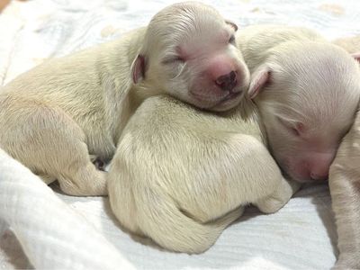 English Cream Golden Retriever Puppies !