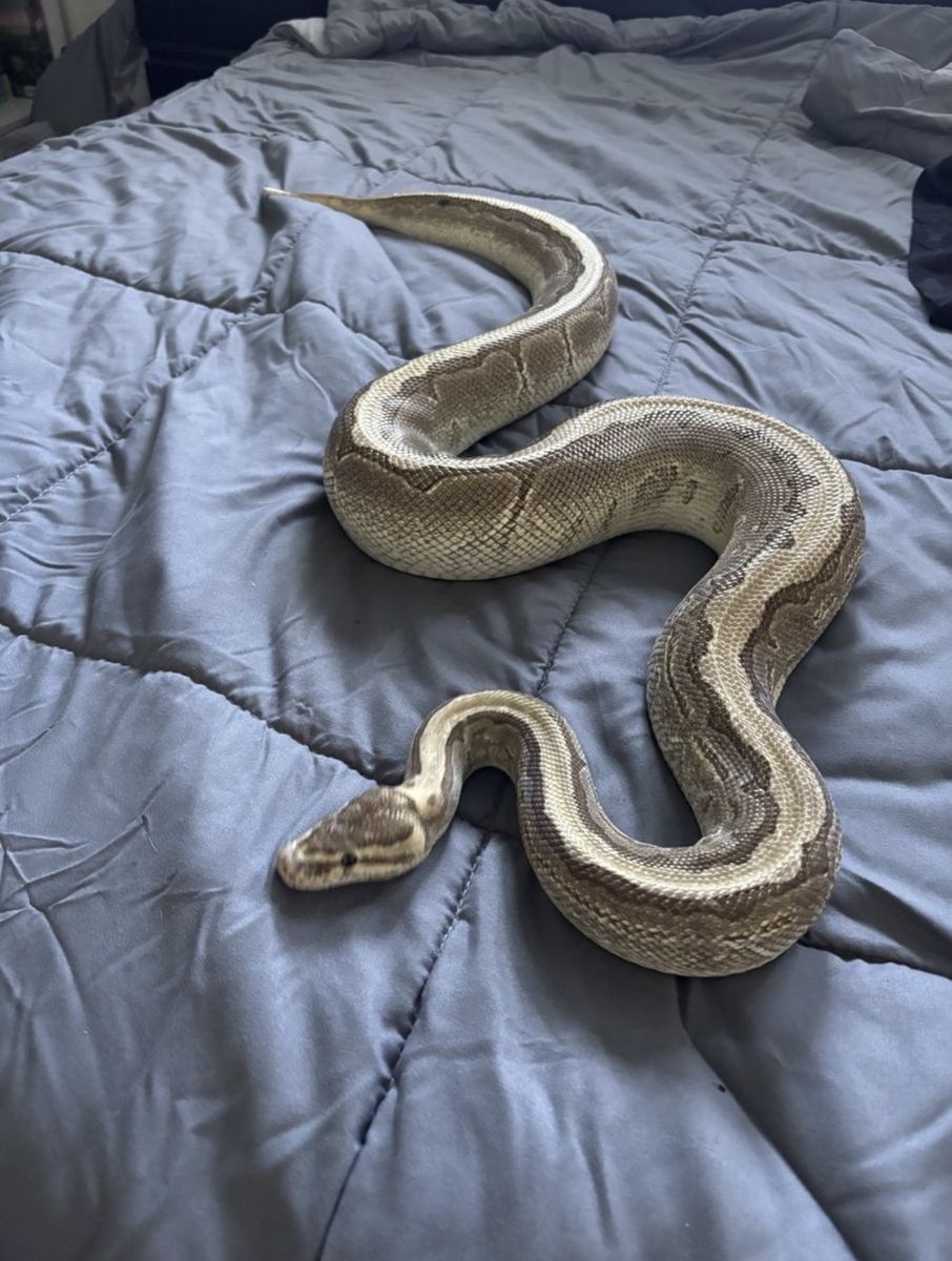 Trade ball python/s for aquarium