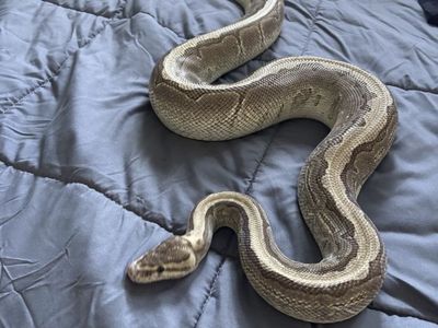 Trade ball python/s for aquarium