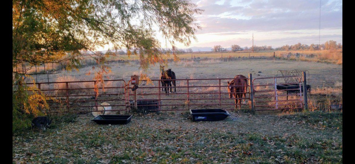 horse pasture for rent