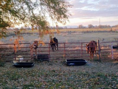 horse pasture for rent