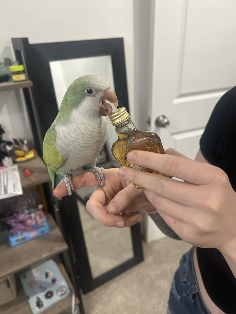 Quaker Parrot (Monk Parakeet) - Willow