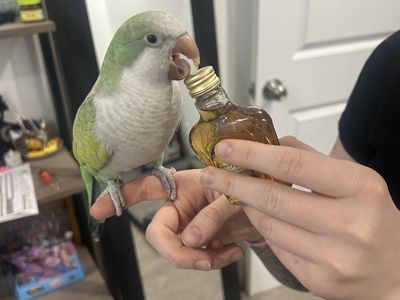 Quaker Parrot (Monk Parakeet) - Willow