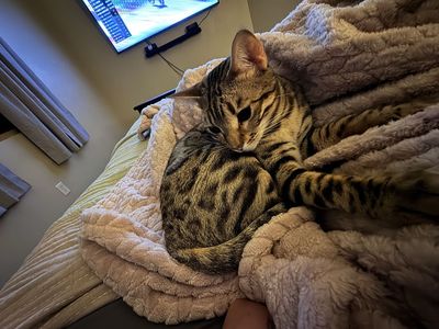 Bengal Cat