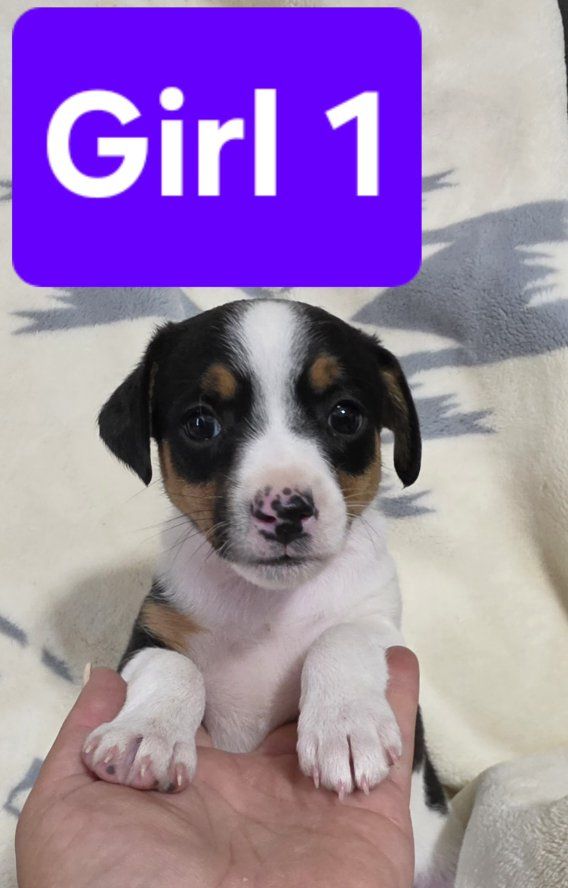 Shorty Jack Russell/Rat Terrrier crossbreed puppies