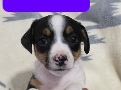 Shorty Jack Russell/Rat Terrrier crossbreed puppies
