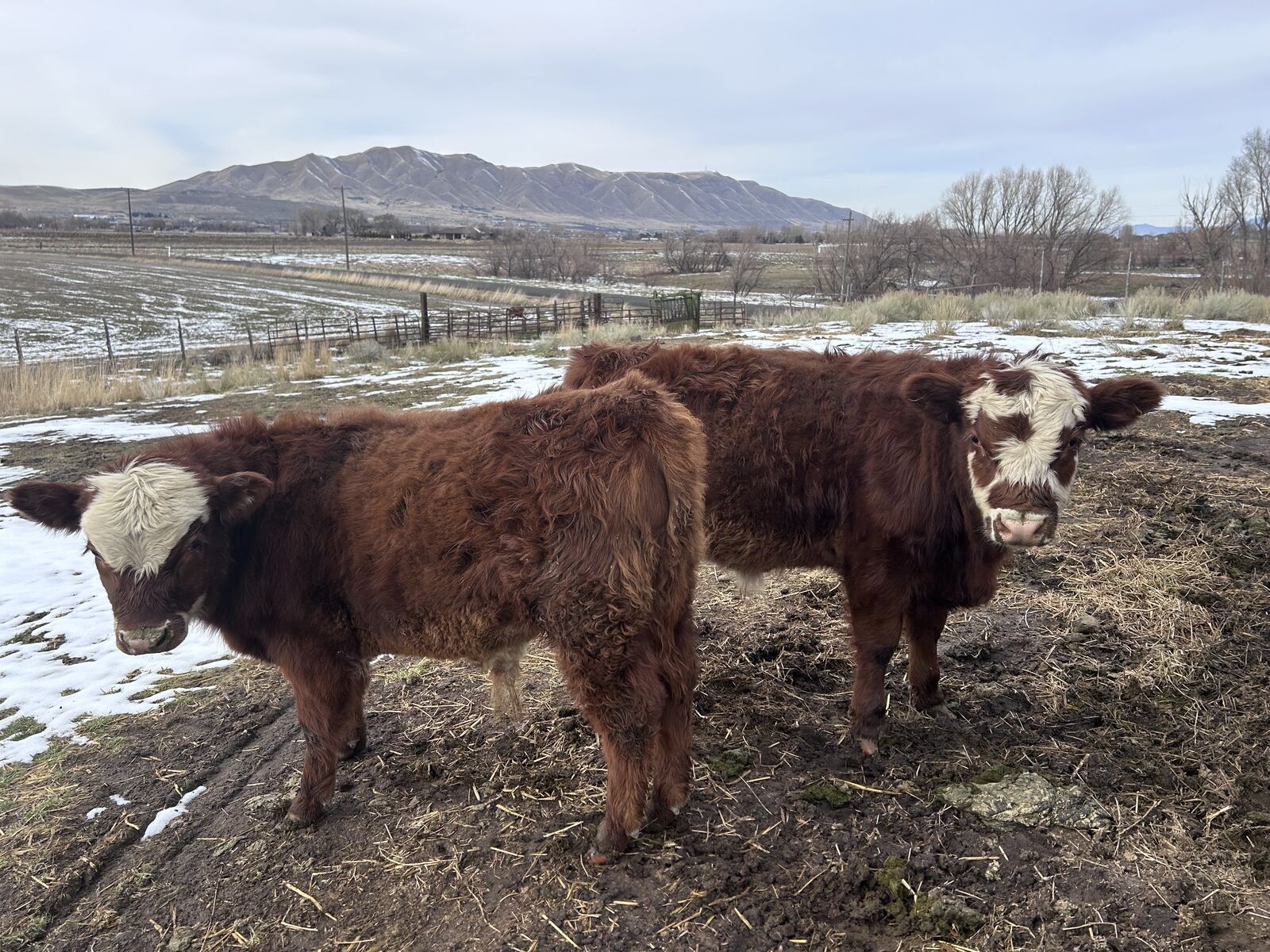 Mini herford, dexter cross