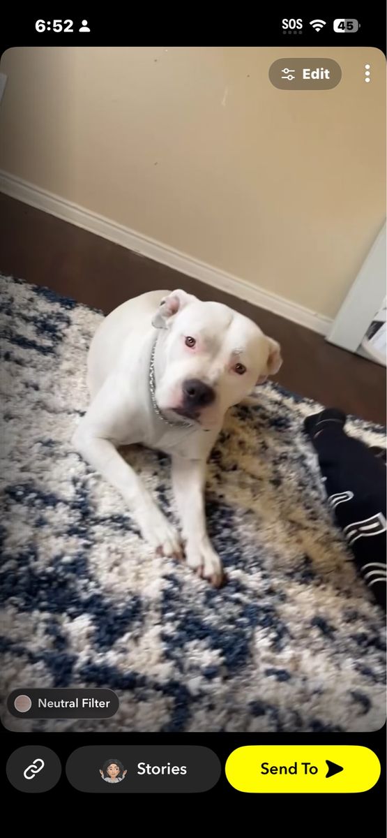 Female pit bull