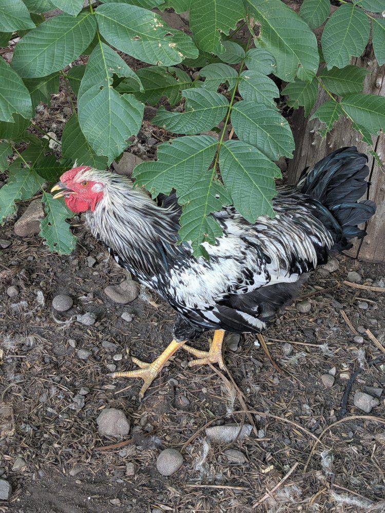 Beautiful Rooster for Sale - Silver Laced Wyandotte 6mo