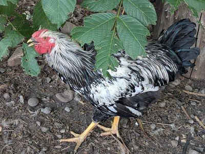 Beautiful Rooster for Sale - Silver Laced Wyandotte 6mo