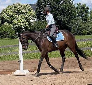 Bay Thoroughbred Gelding