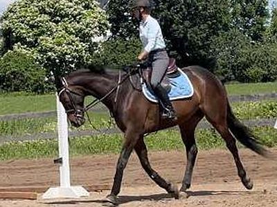 Bay Thoroughbred Gelding