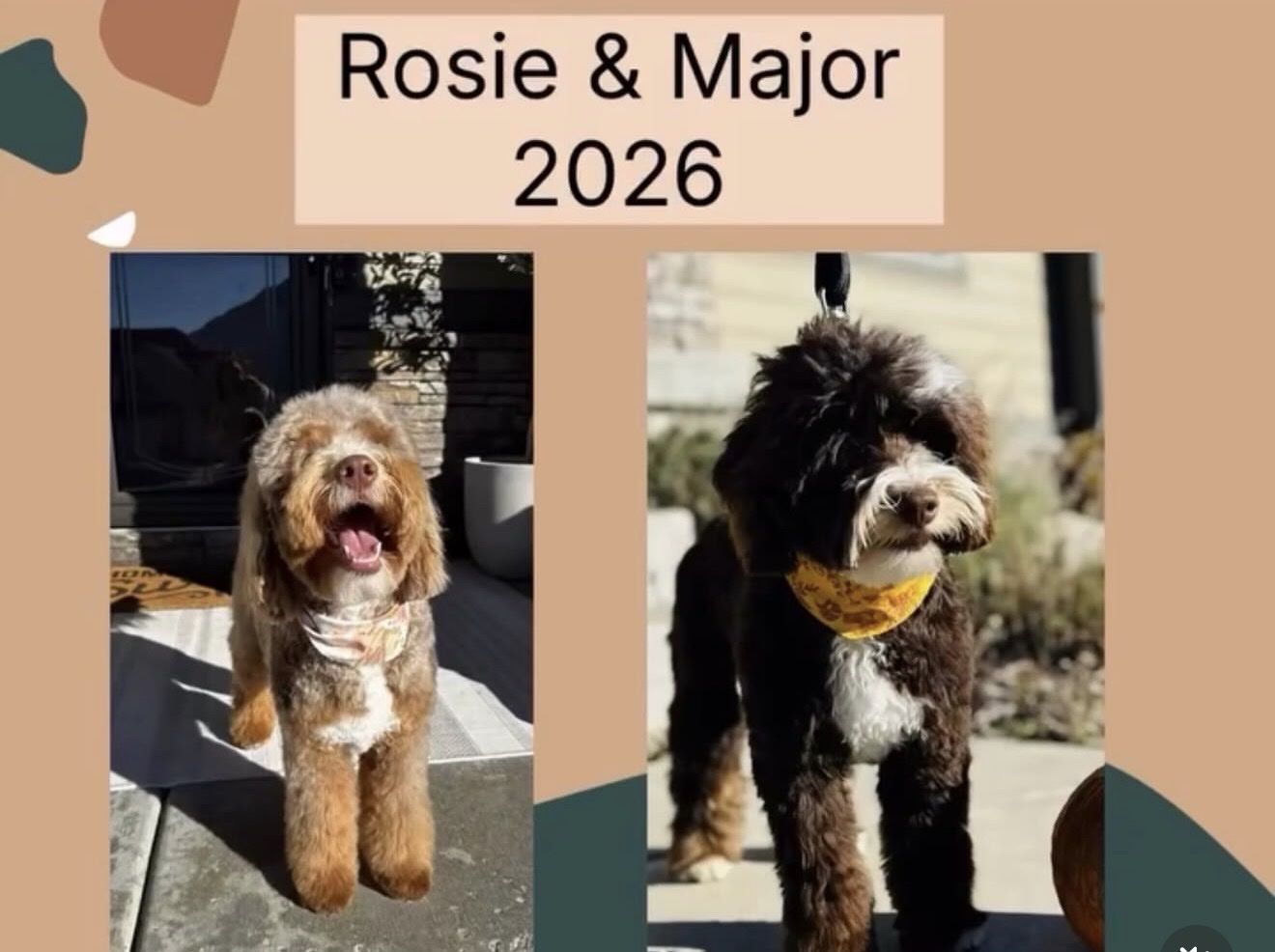 mini ALL Chocolate Bernedoodles