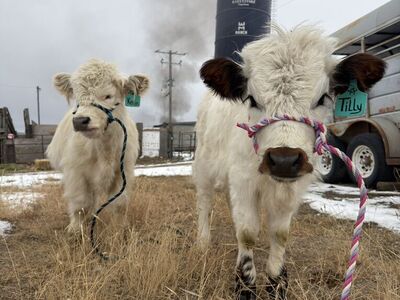 Mini Highpark Heifer