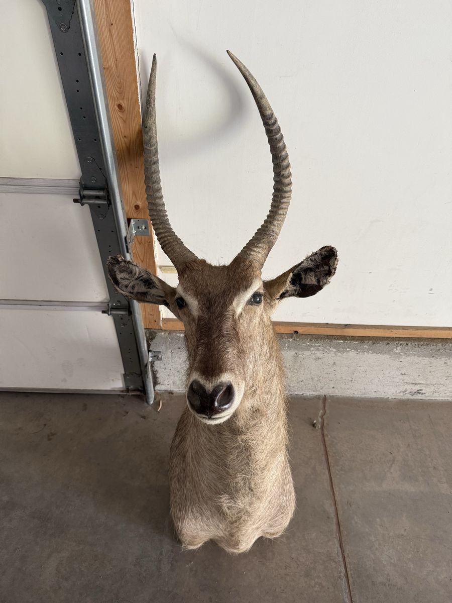 Waterbok Mount