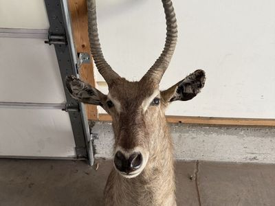 Waterbok Mount