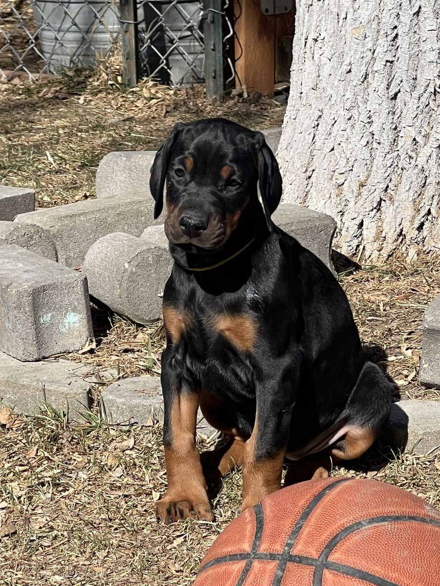 European Doberman Pinscher