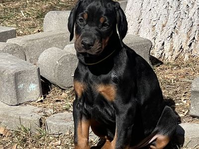 European Doberman Pinscher