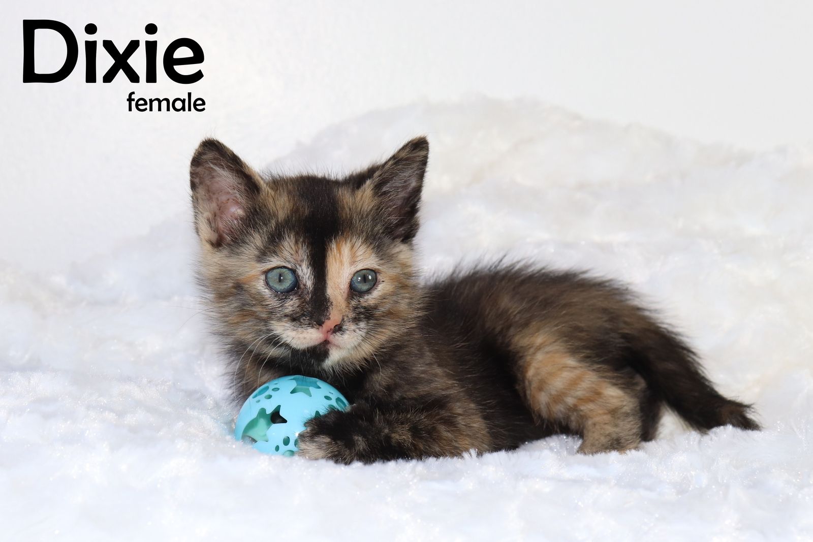 Find Your Adventure! 9 Adorable Kittens Ready June 3rd (SLC Delivery!)