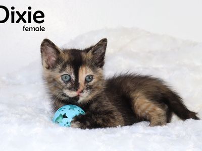 Find Your Adventure! 9 Adorable Kittens Ready June 3rd (SLC Delivery!)