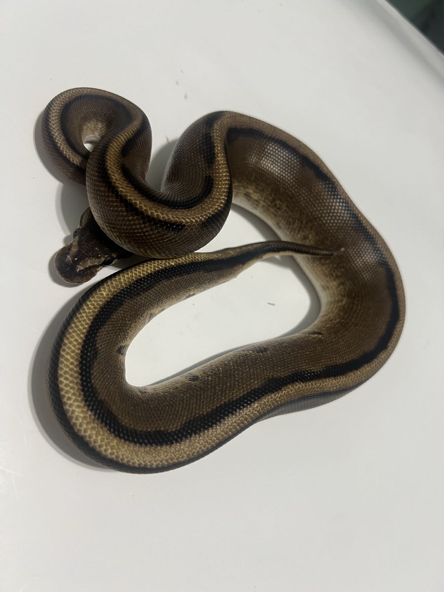 Live Reptile - Pet Snake #15