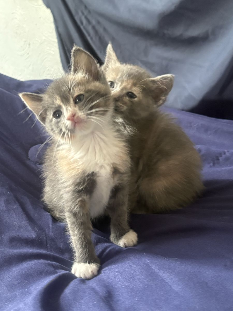 Kittens