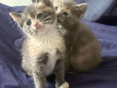 Kittens